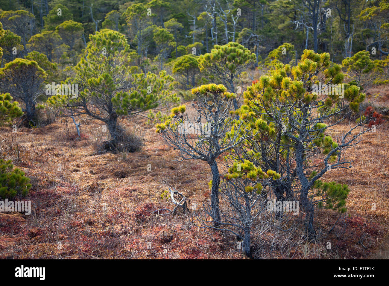 Lodgepole pine Pinus contorta shorepine trees grow along the Shorepine Bog Trail in Pacific Rim National Park near Tofino Stock Photo