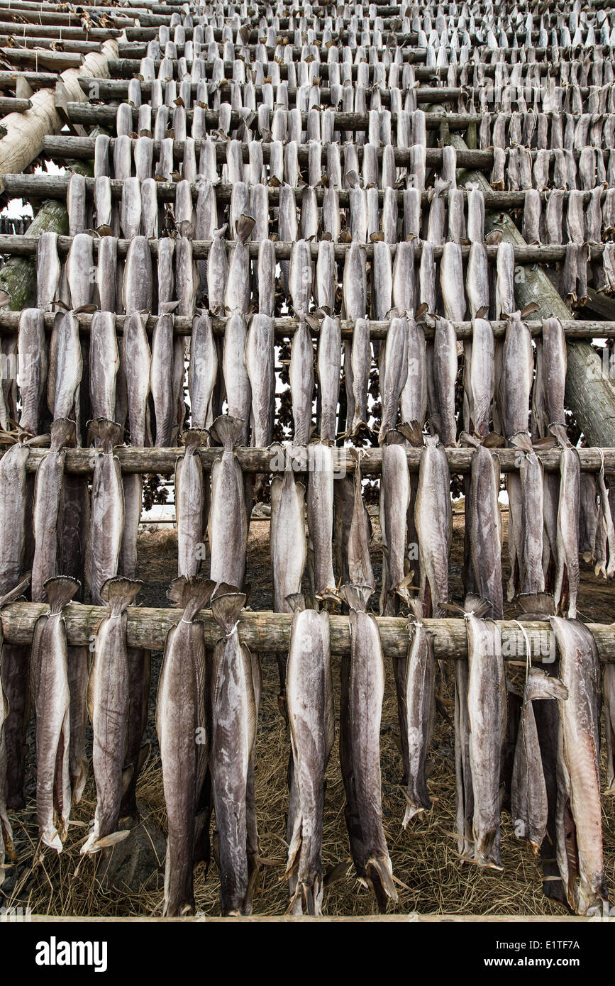 Stockfish, Norway - Stock Image - C009/7686 - Science Photo Library