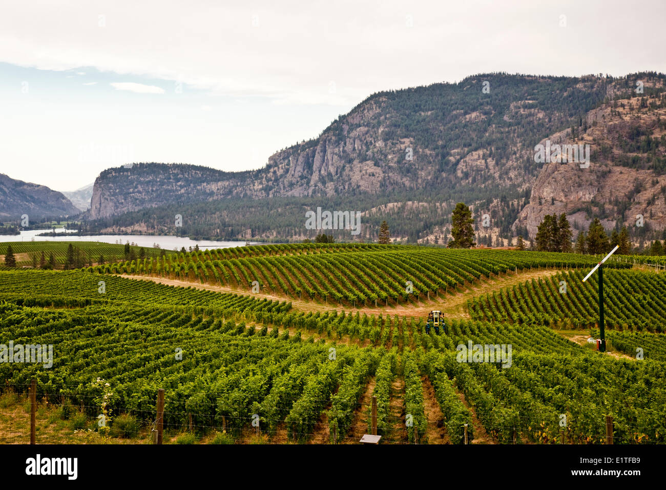 Vineyard at Blue Mountain Winery near Okanagan Falls, Okanagan Valley, BC, Canada. Stock Photo