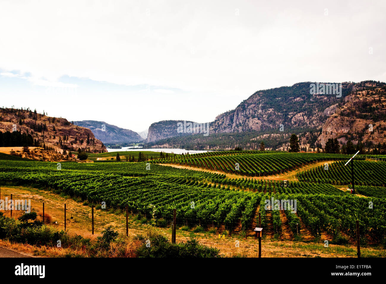 Vineyard at Blue Mountain Winery near Okanagan Falls, Okanagan Valley, BC, Canada. Stock Photo