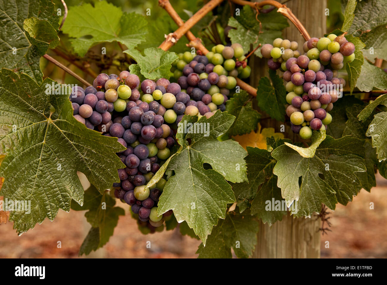 Merlot grapes in the process veraison during which grapes begin to ripen growing in size weight sugar content Okanagan Valley Stock Photo