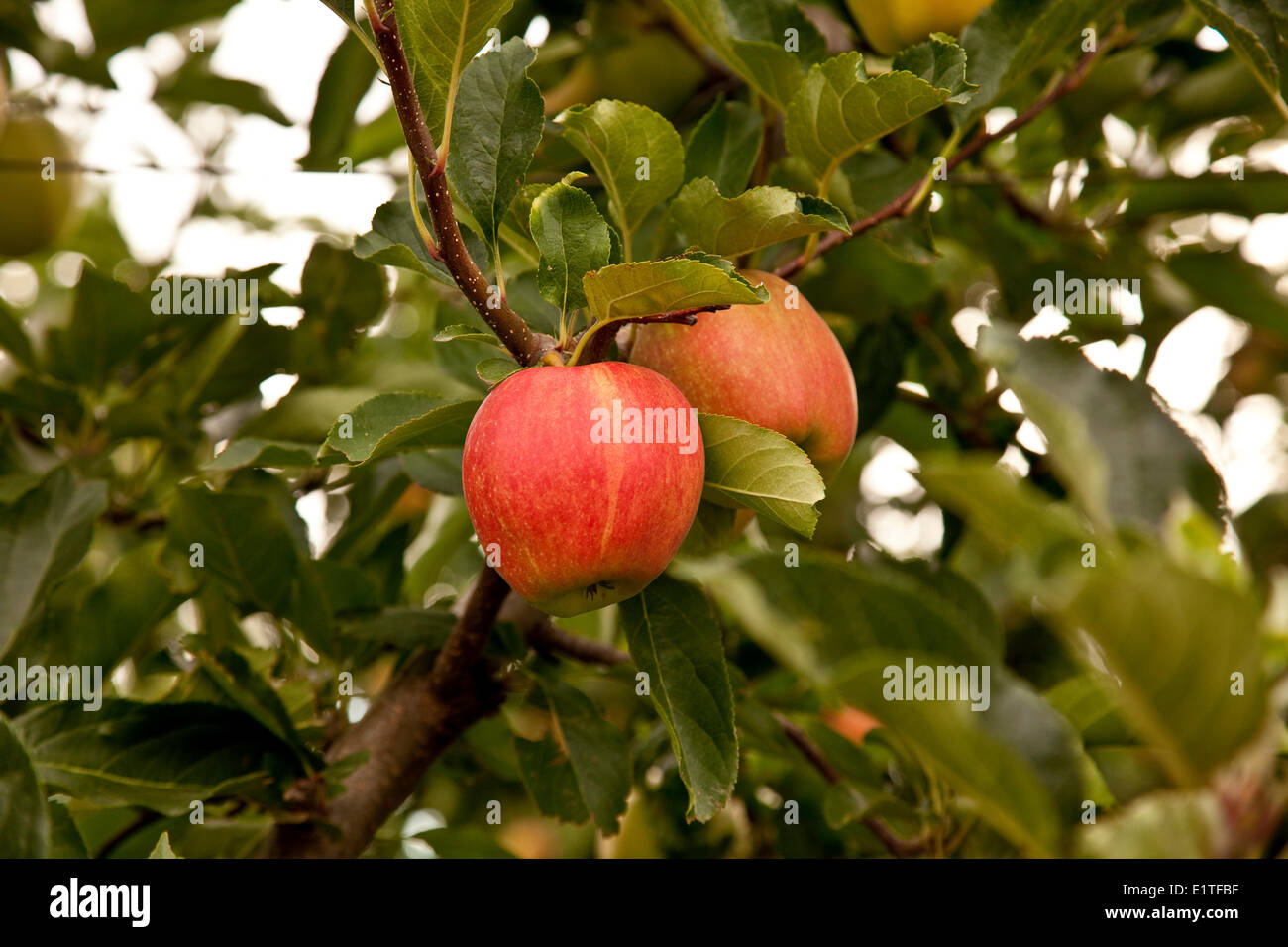 Gala apples ripen on tree, Okanagan Valley, BC, Canada Stock Photo Alamy