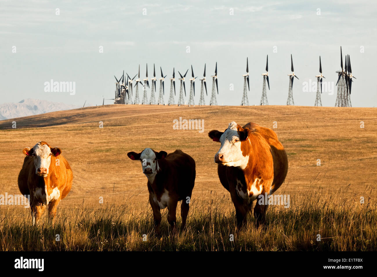 Power-generating windmills and cattle co-exist near Pincher Creek, Alberta, Canada. Stock Photo
