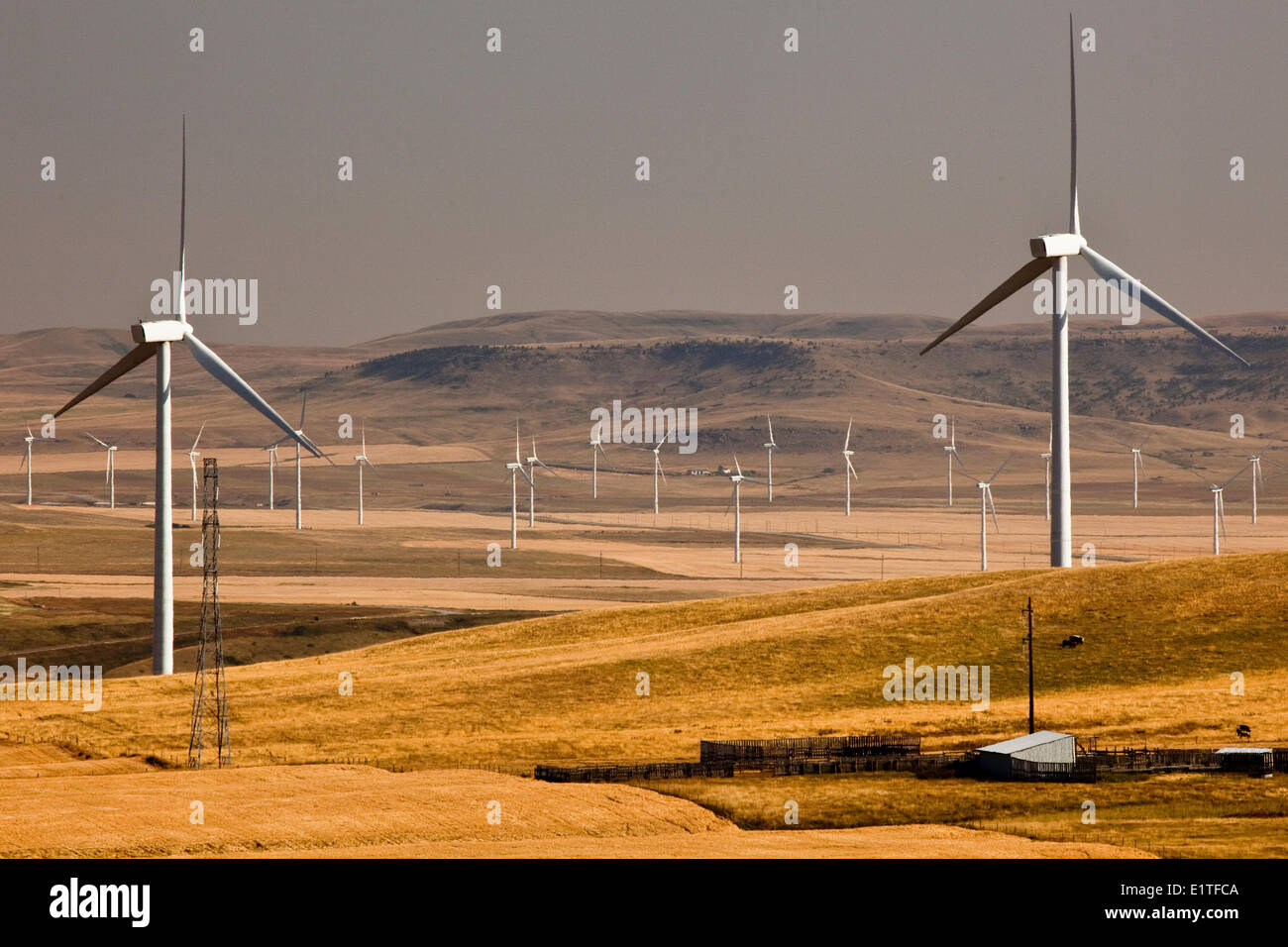 Power-generating windmills near Pincher Creek, Alberta, Canada. Stock Photo