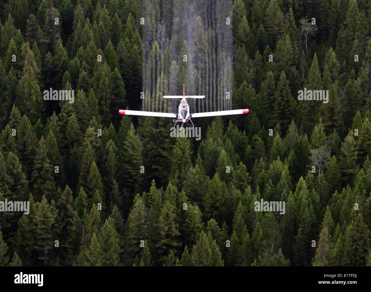 Spruce Budworm Spray Project, British Columbia, Canada Stock Photo - Alamy