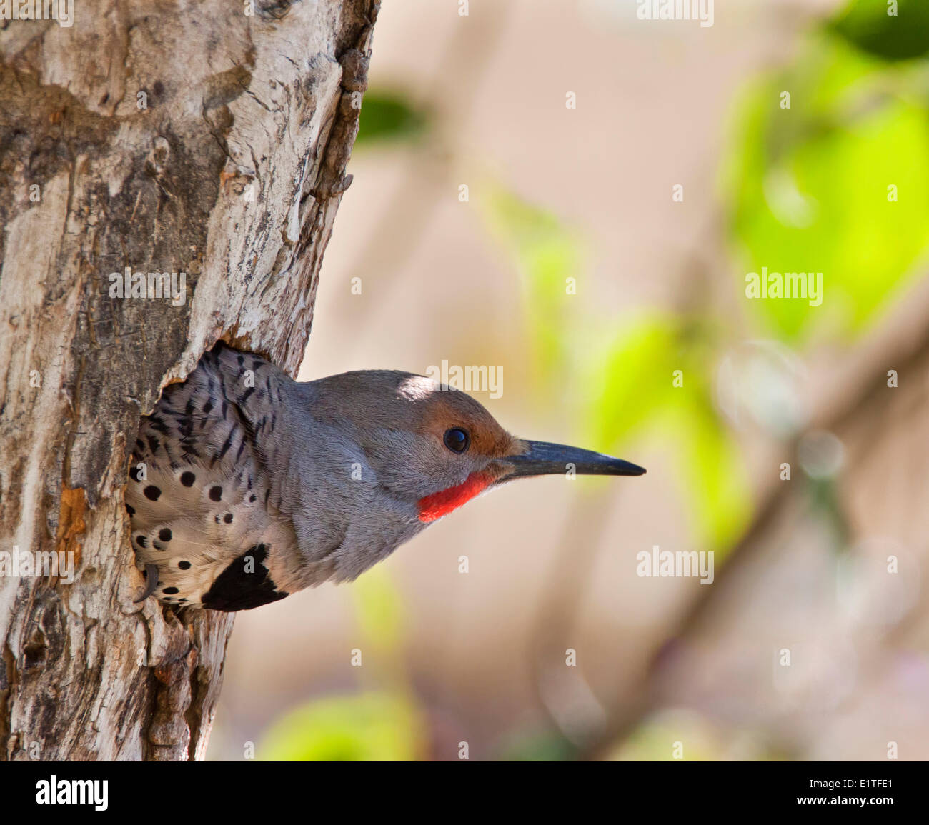 Northern Flicker (Colaptes auratus) in her nest in the Cariboo region of British Columbia Stock Photo