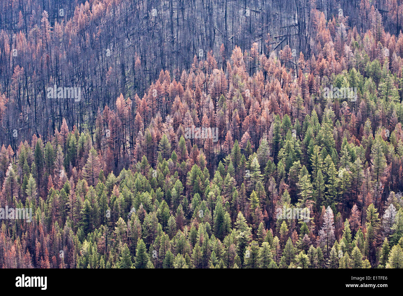 Live and burned forest, and pine beetle kill, Chilcotin Ark, British Columbia, Canada. Stock Photo