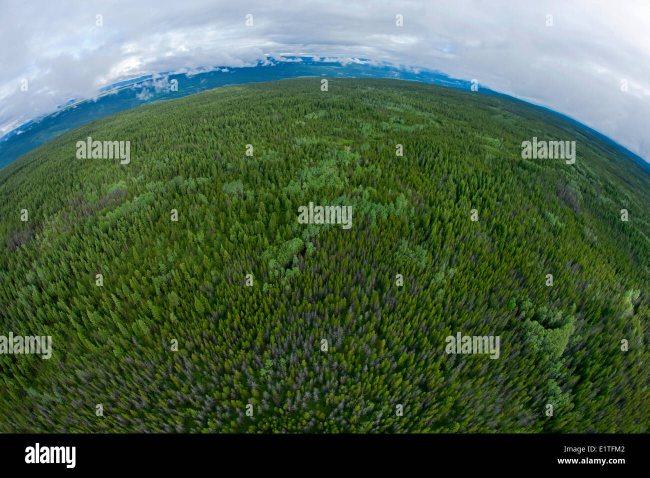 Spruce Budworm Spray Project, Cariboo region, British Columbia, Canada ...