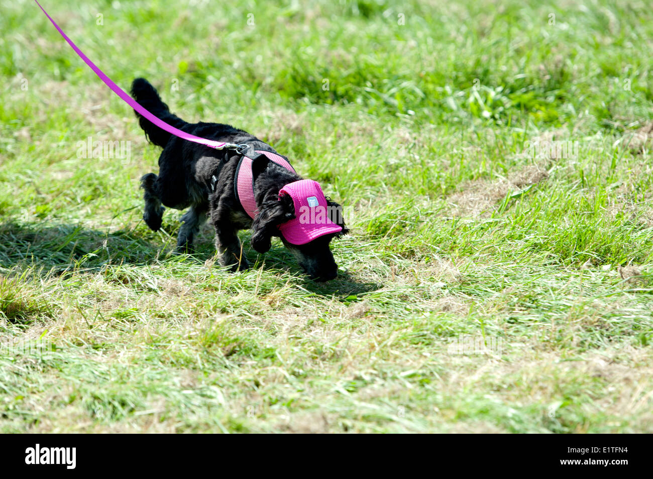 Race for Life, Cancer Research UK charity event, a dog wearing a hat taking part. Stock Photo