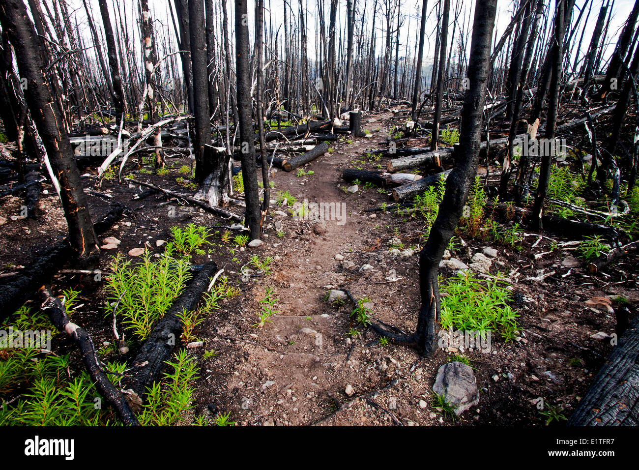 Regeneration of forest floor after forest fire Stock Photo