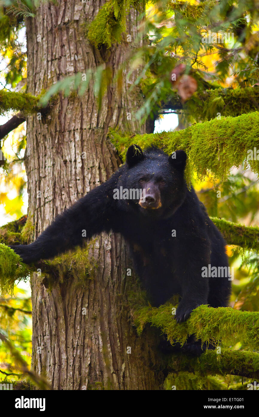 Female American black bear or North American black bear (Ursus americanus) in cedar tree Stock Photo