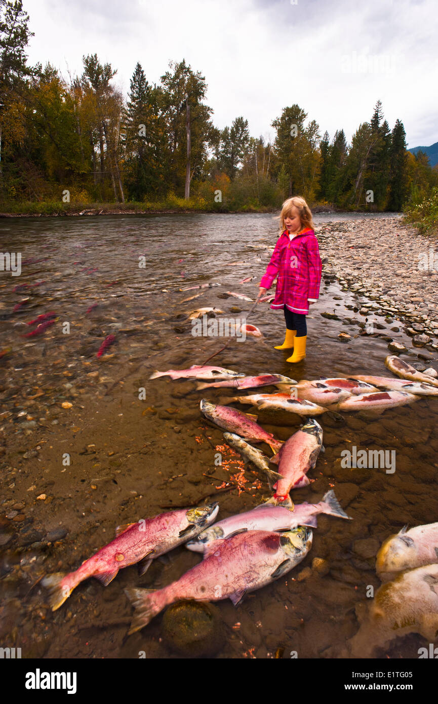 Spawning Sockeye salmon (Oncorhynchus nerka), also called red salmon in the Adams River, British Colulmbia, Canada. Stock Photo