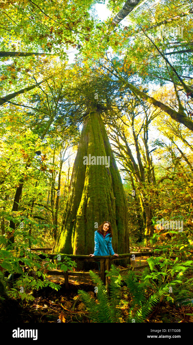 Woman in front of 1000 year old Western Red Cedar Tree, British Colulmbia, Canada. Stock Photo