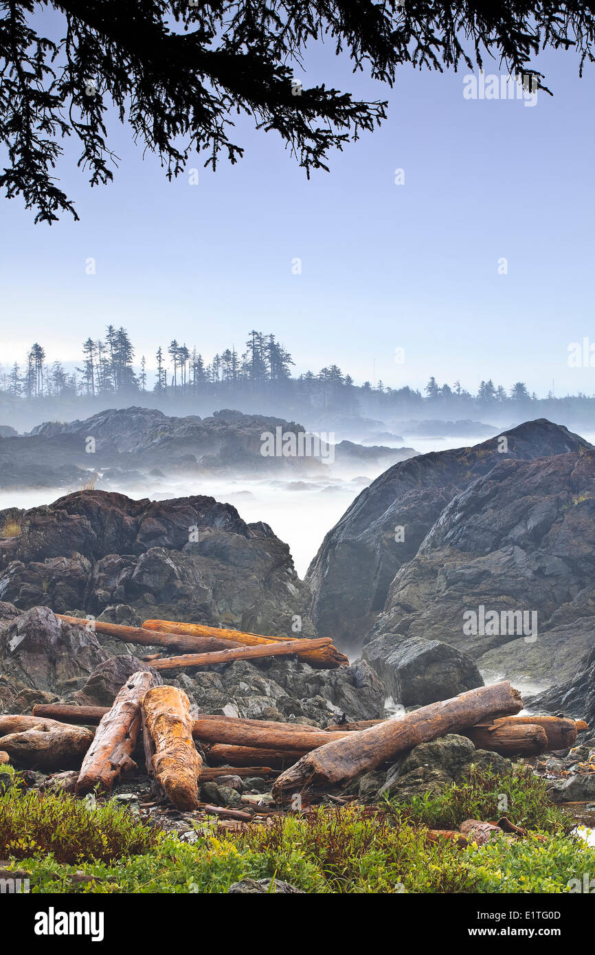 Driftwood logs on the Pacific Coast, Wild Pacific Trail, Vancouver Island, British Columbia, Canada Stock Photo