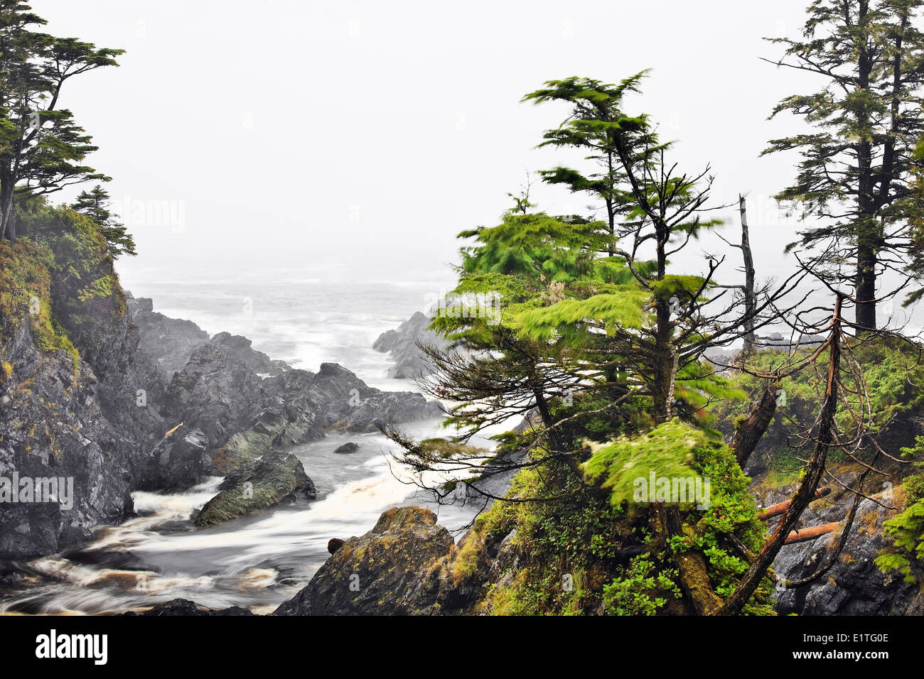 Windblown trees on the Pacific Coast, Wild Pacific Trail, Vancouver Island, British Columbia, Canada Stock Photo