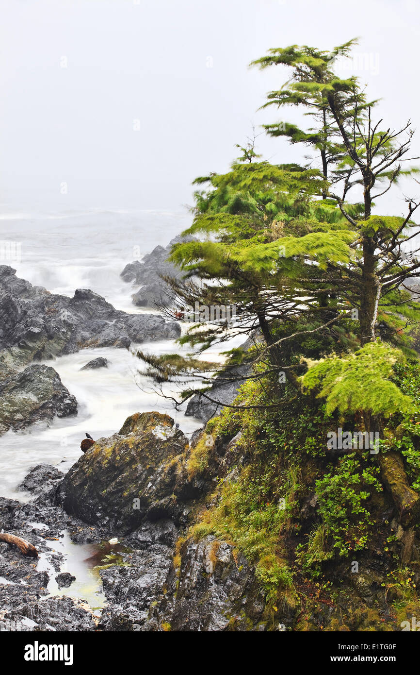 Windblown trees on the Pacific Coast, Wild Pacific Trail, Vancouver Island, British Columbia, Canada Stock Photo