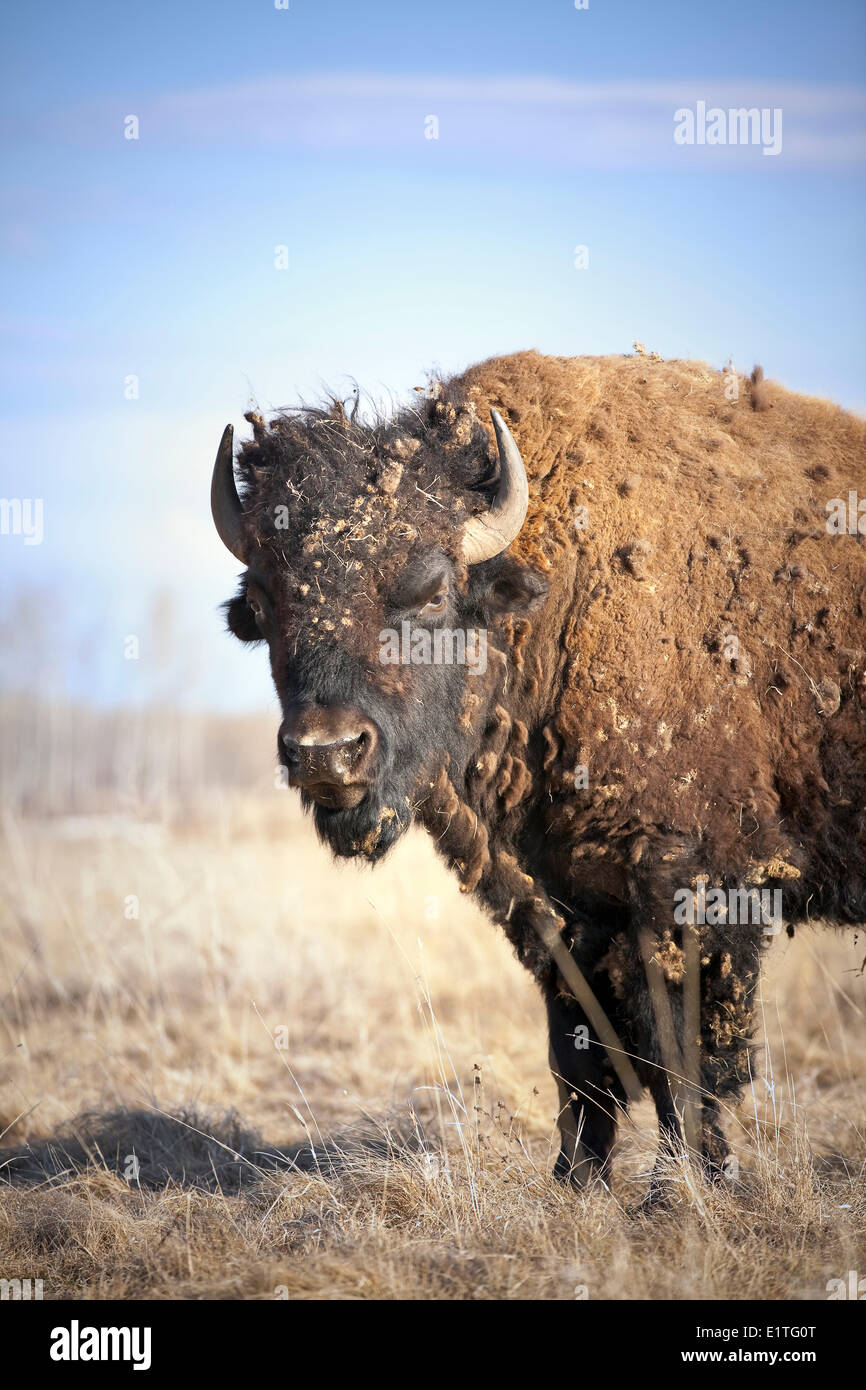 Shedding winter coat hi-res stock photography and images - Alamy