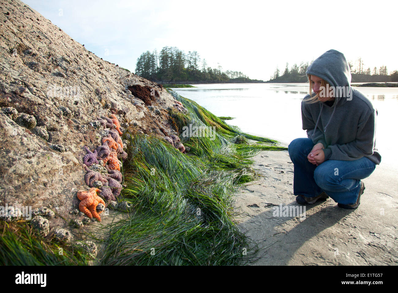 A woman looks at sea stars starfish at Schooner Cove near Long Beach in Pacific Rim National Park near Tofino British Columbia Stock Photo