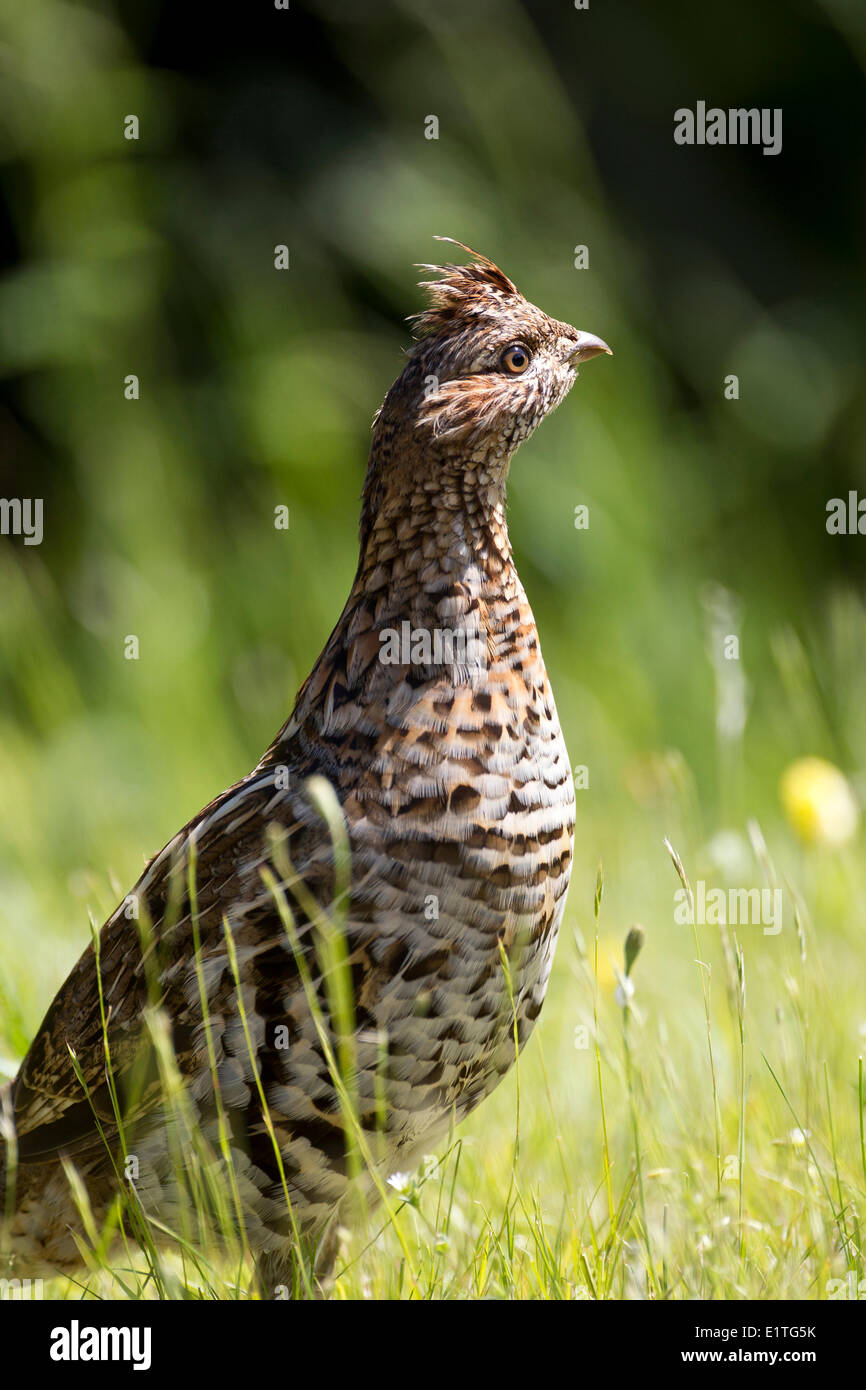 Female ruffed grouse bonasa umbellus in fundy national park hires