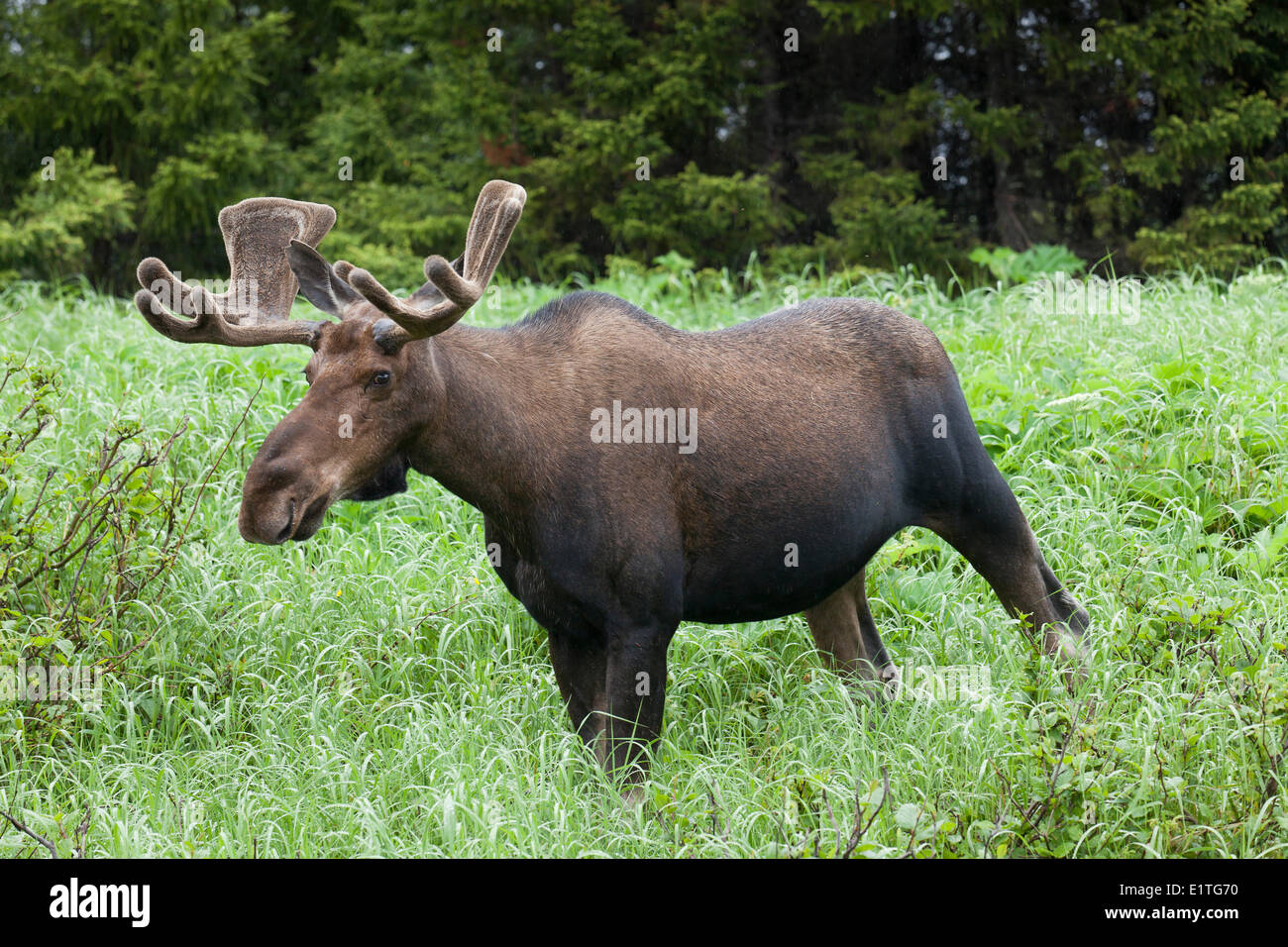 Bull moose antlers hi-res stock photography and images - Alamy