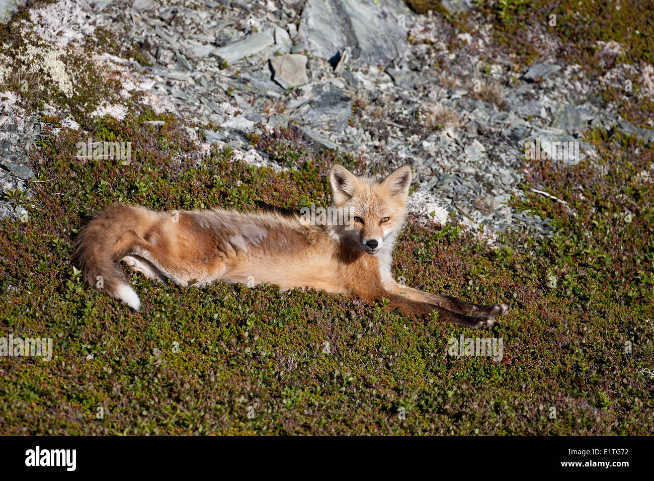 red fox vs canada goose red fox vs canada goose