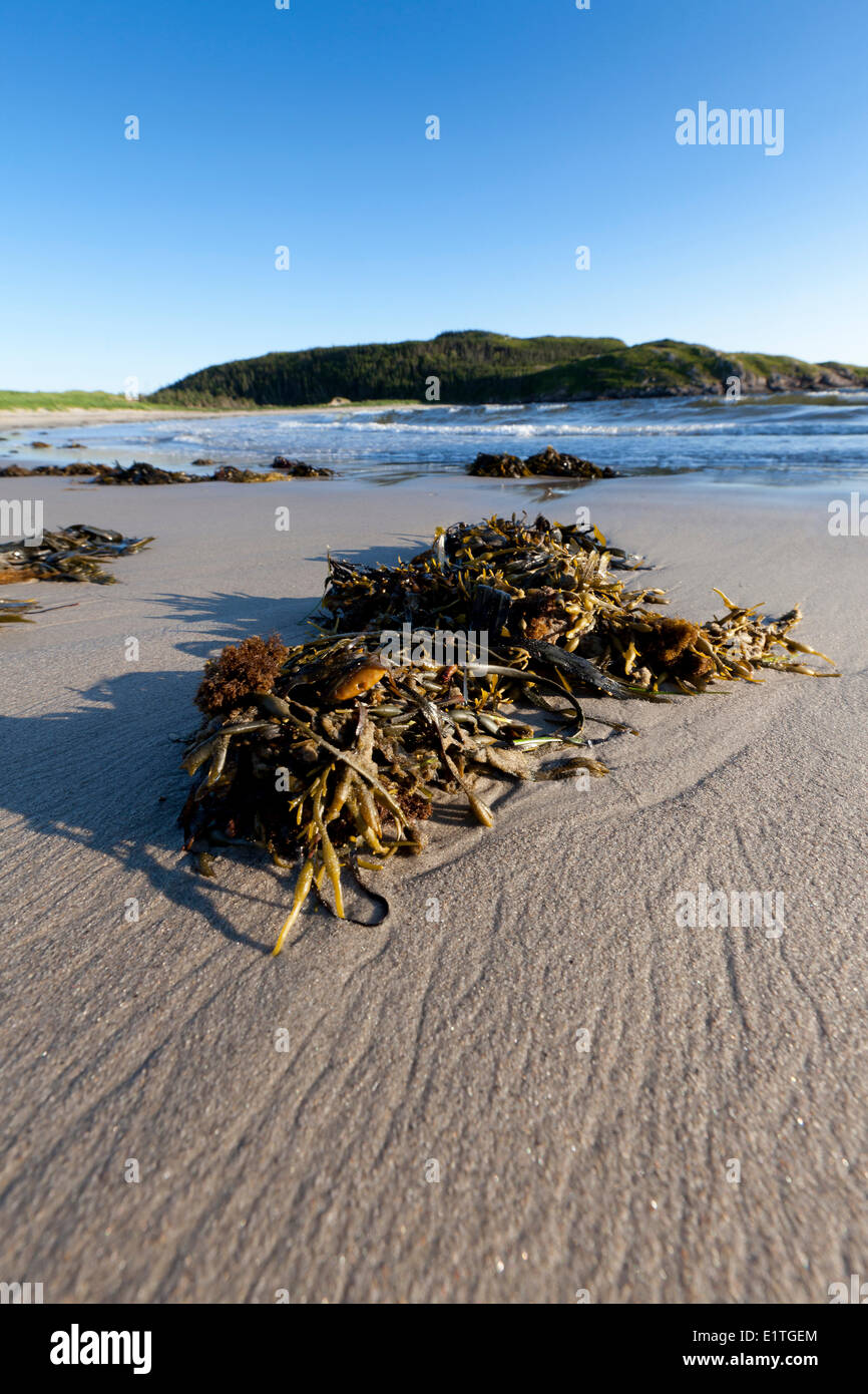Kelp washed up on West Beach in Sandbanks Provincial Park on the southwest shore the island Newfoundland Newfoundland Labrador Stock Photo