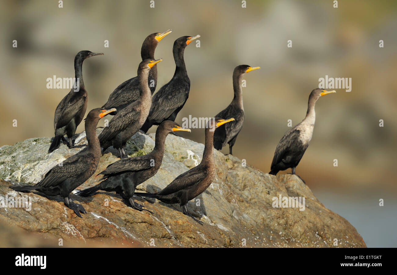 Double-crested Cormorants (Phalacrocorax auritus) on rocks near entrance to Victoria Harbour, Victoria BC Stock Photo