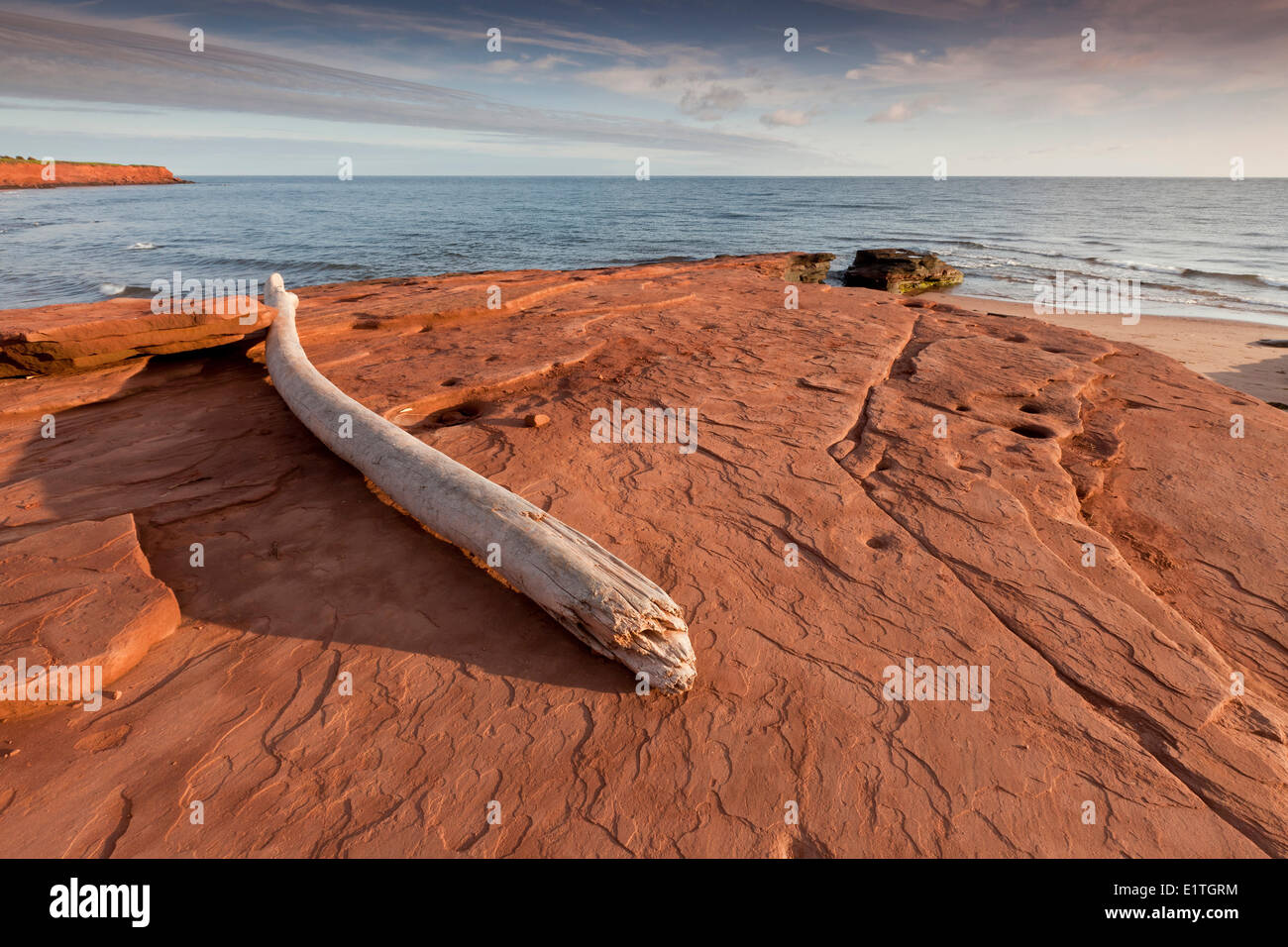 Driftwood log left behind by the tide waves on the red shore in the Cavendish (Orby Head) area Prince Edward Island National Stock Photo