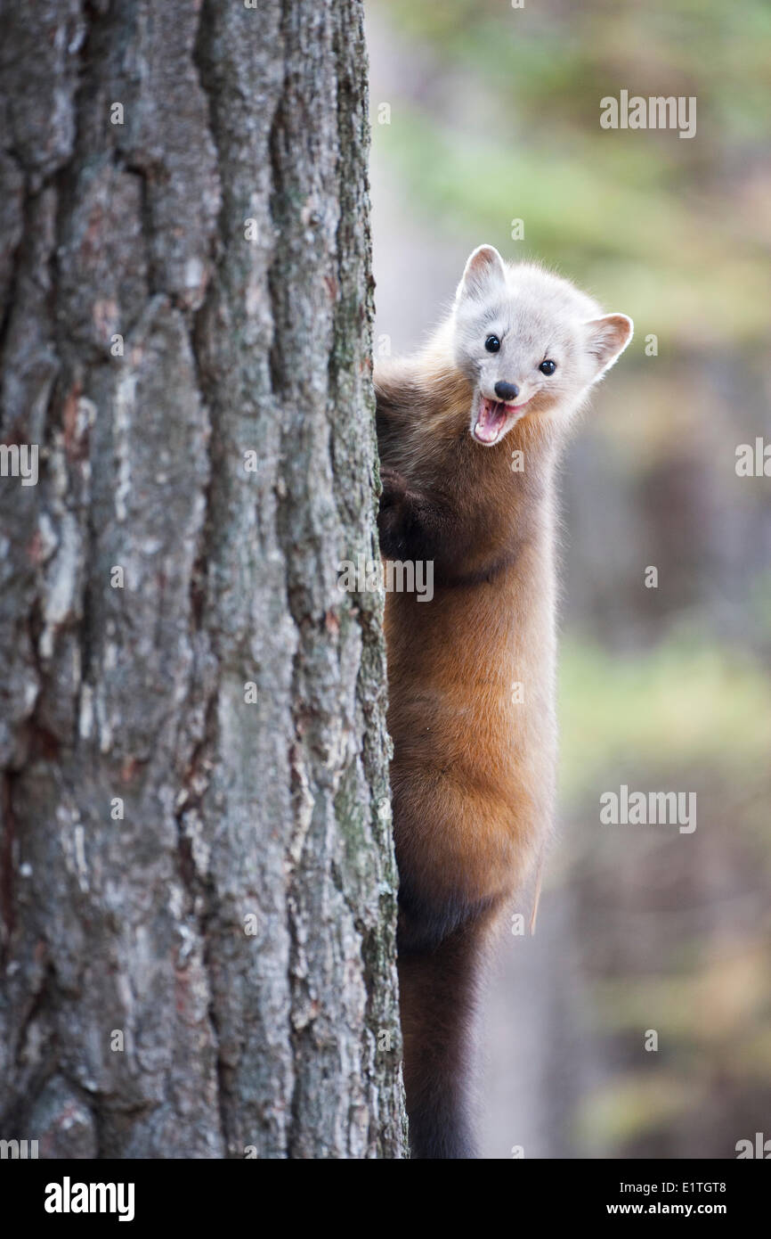 American Marten (Martes americana) makes a fierce facial expression while climbing a tree in Algonquin Provincial Park Ontario Stock Photo