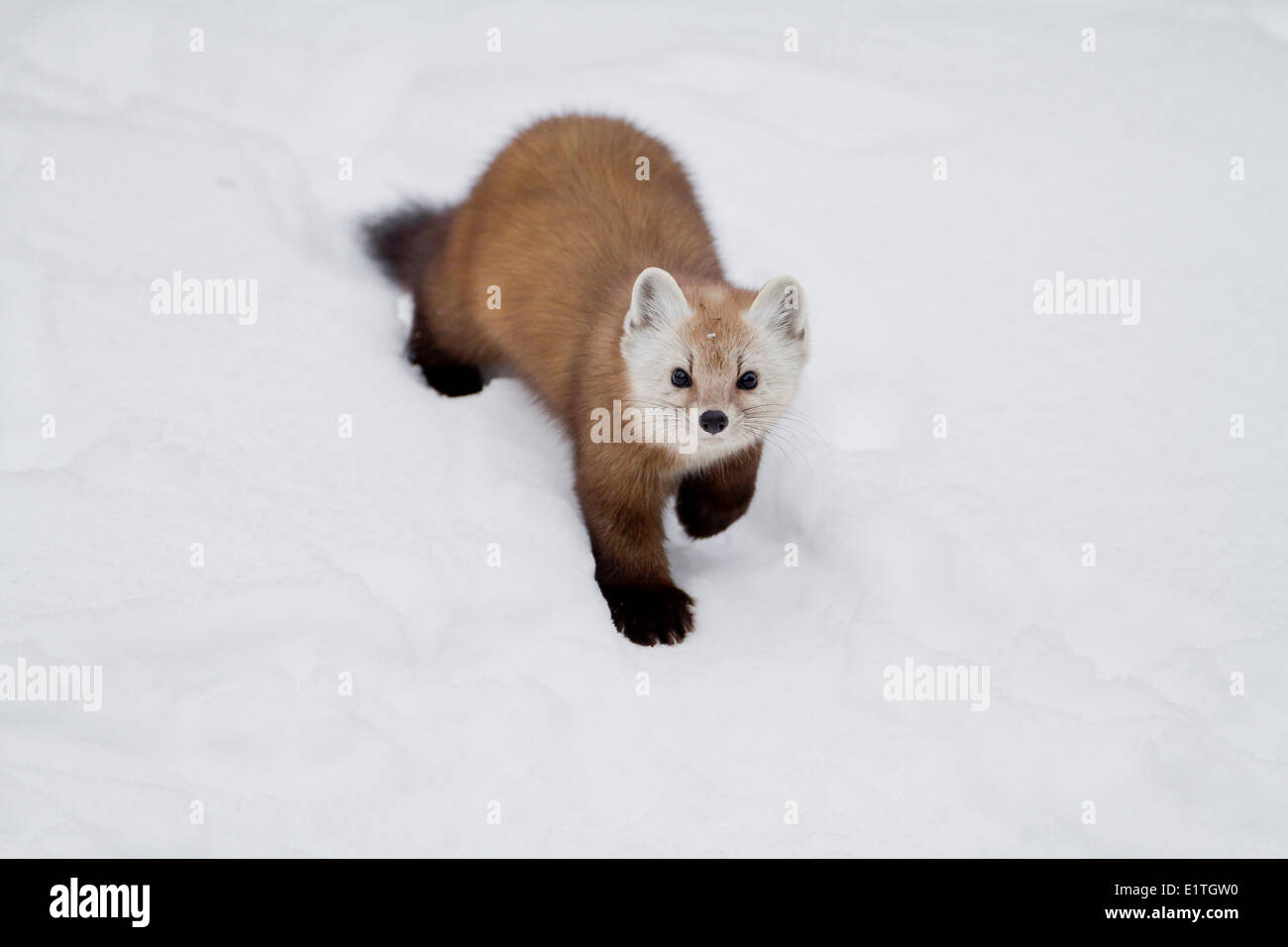 An American Marten (Martes americana) in  winter Algonquin Provincial Park Ontario Canada - this member the mustelidae family Stock Photo