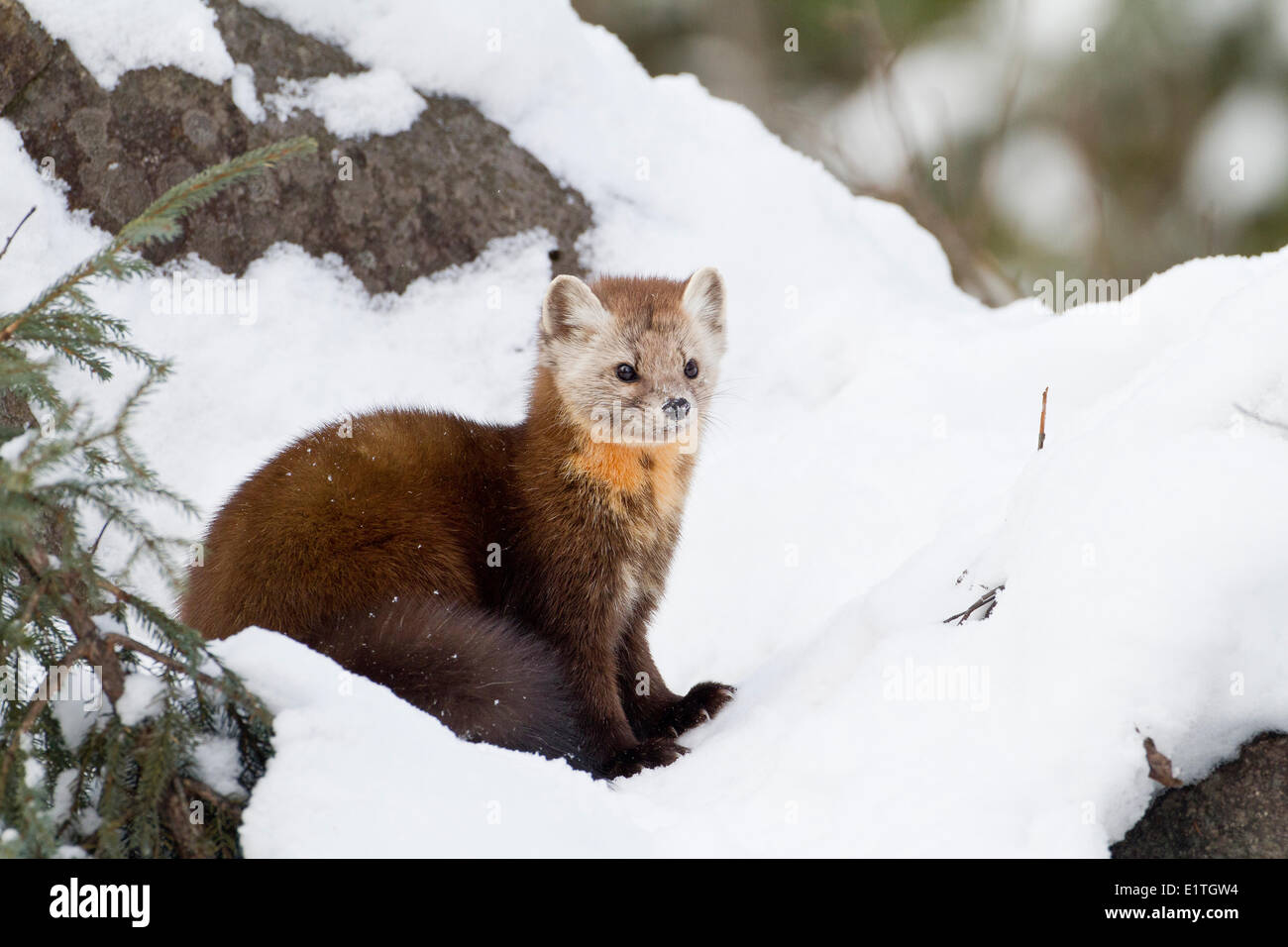 An American Marten (Martes americana) in  winter Algonquin Provincial Park Ontario Canada - this member the mustelidae family Stock Photo