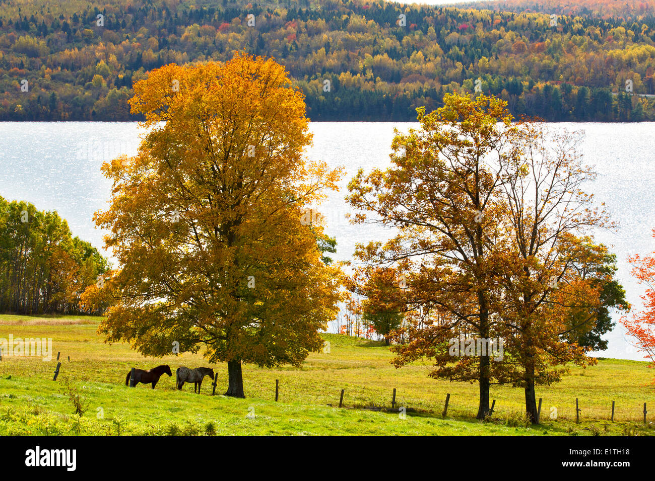 Horses and Maple Tree in fall foliage, Queensbury, Saint John River, New Brunswick, Canada Stock Photo