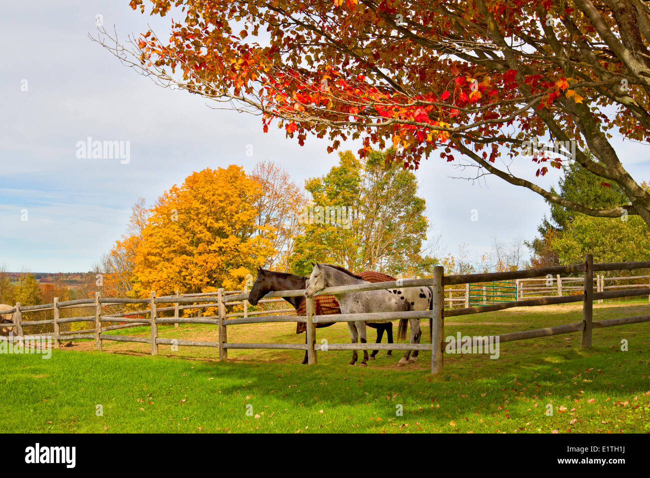 Horses and Maple trees,  Fredericton, Saint John River, New Brunswick, Canada Stock Photo
