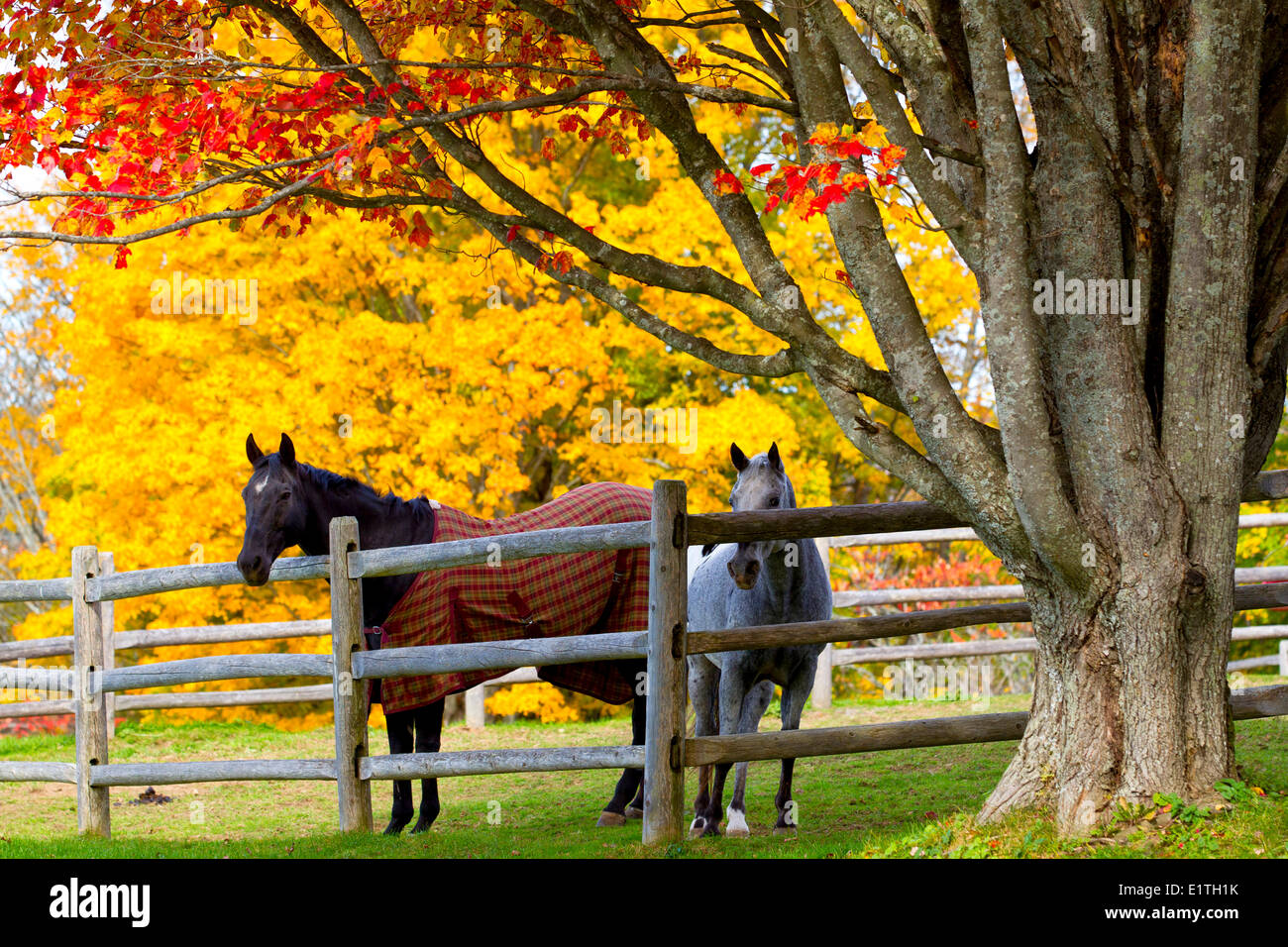 Horses and Maple trees,  Fredericton, Saint John River, New Brunswick, Canada Stock Photo
