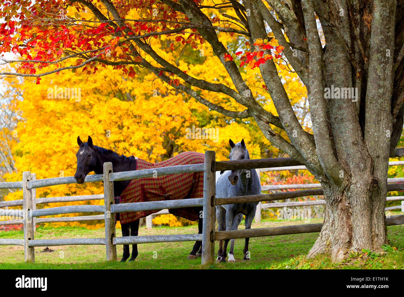 Horses and maple trees hires stock photography and images Alamy