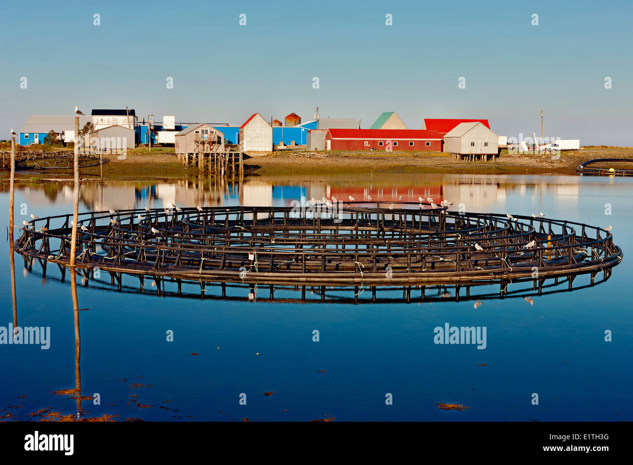 Aquaculture pens, Woodwards Cove, Grand Manan Island, Bay of Fundy, New Brunswick, Canada Stock Photo