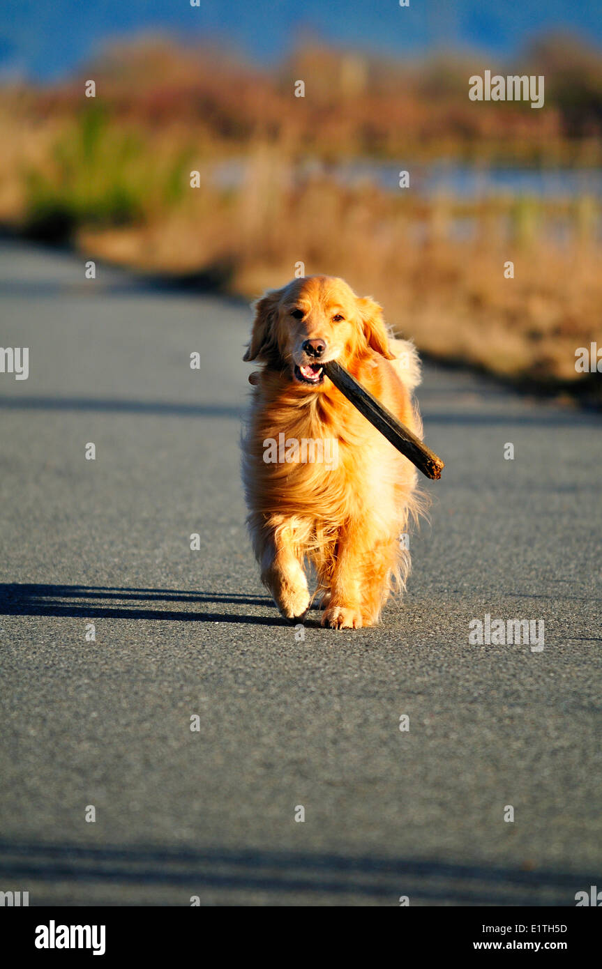 A Golden Retriever retrieving a stick in Cowichan Bay, BC. Stock Photo