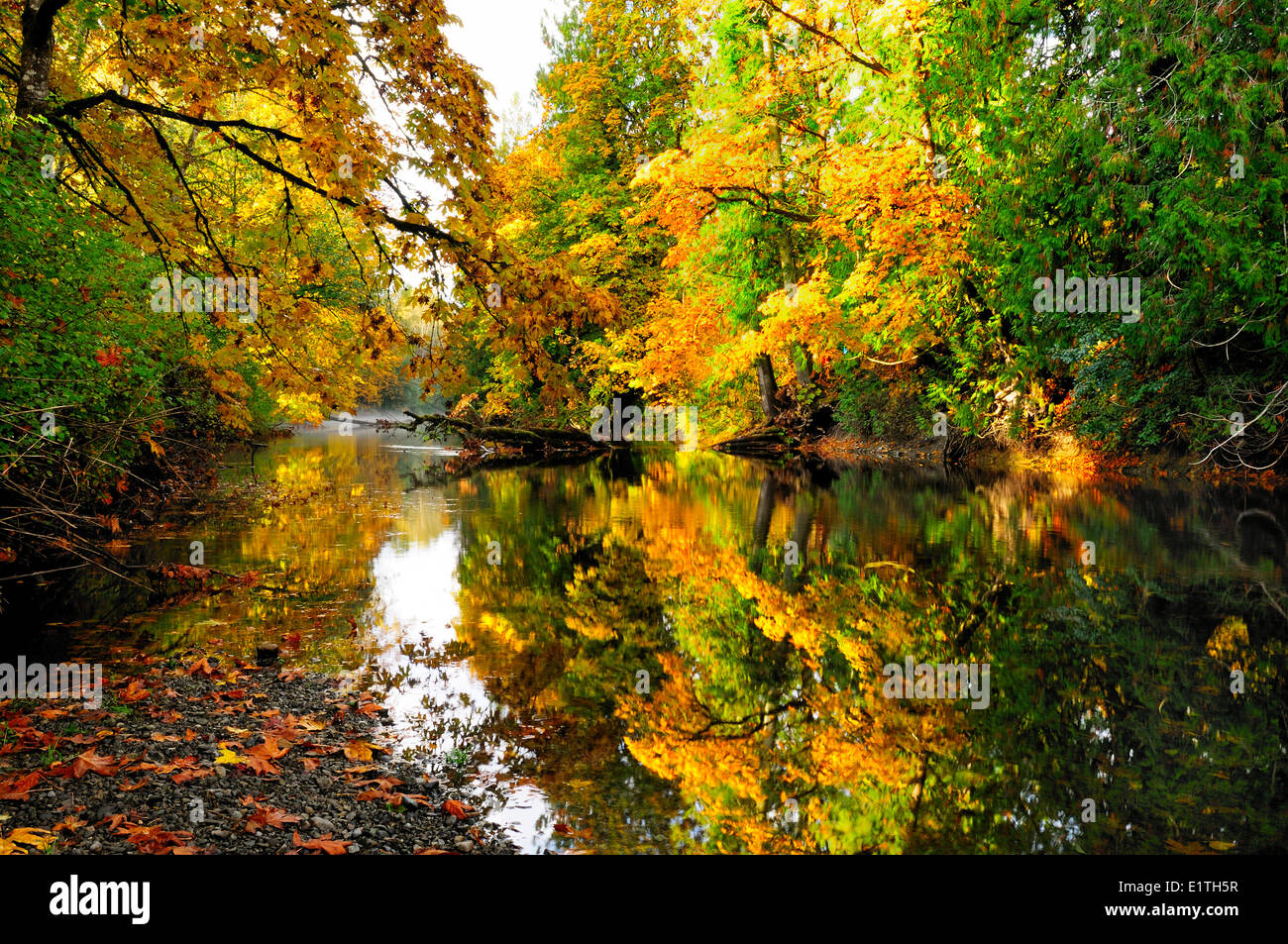 Fall colours reflect off the trees on the Koksilah River near Duncan, BC. Stock Photo