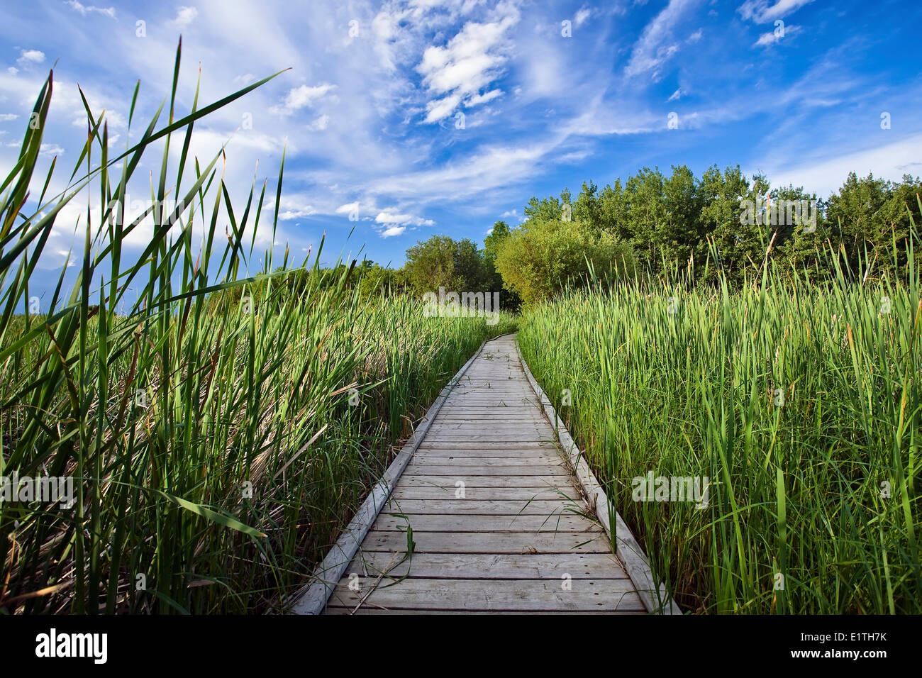 Boardwalk through marsh, Grand Beach Provincial Park, Manitoba, Canada