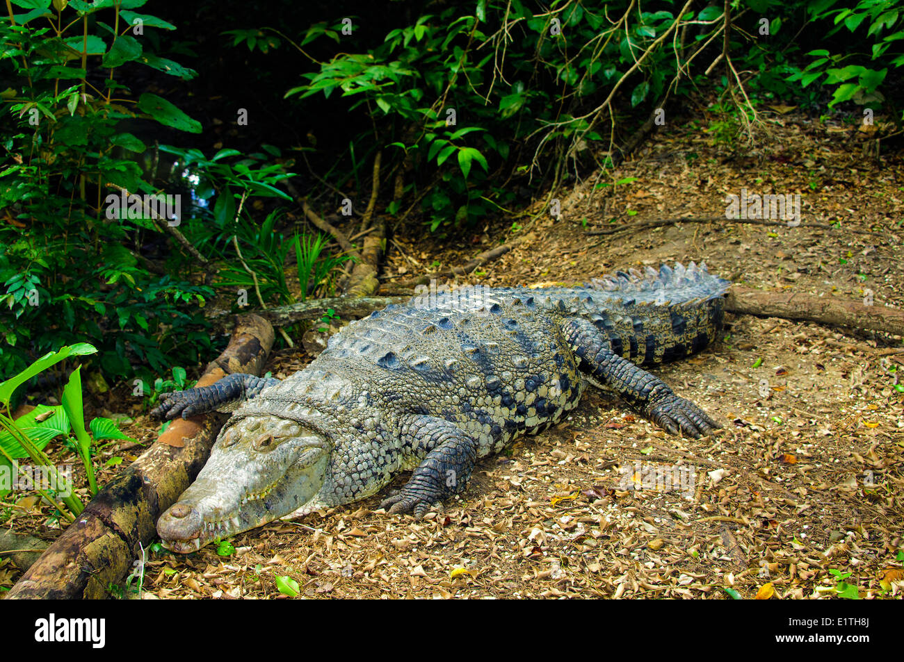 American crocodile (Crocodylus acutus) basking, Belize, Central America Stock Photo