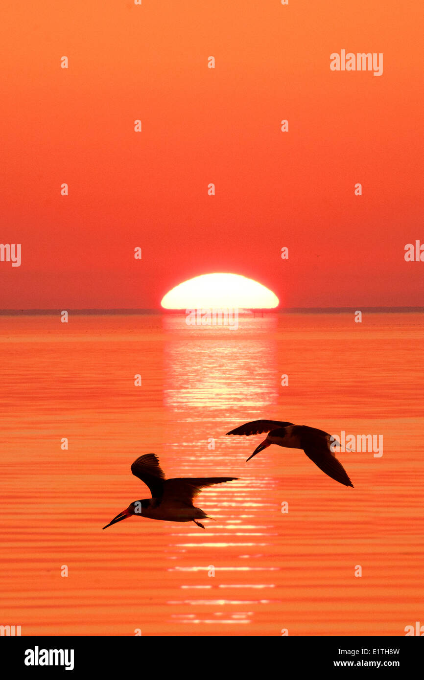 Black skimmers (Rynchops niger) flying to their nocturnal roost, coastal Florida Stock Photo