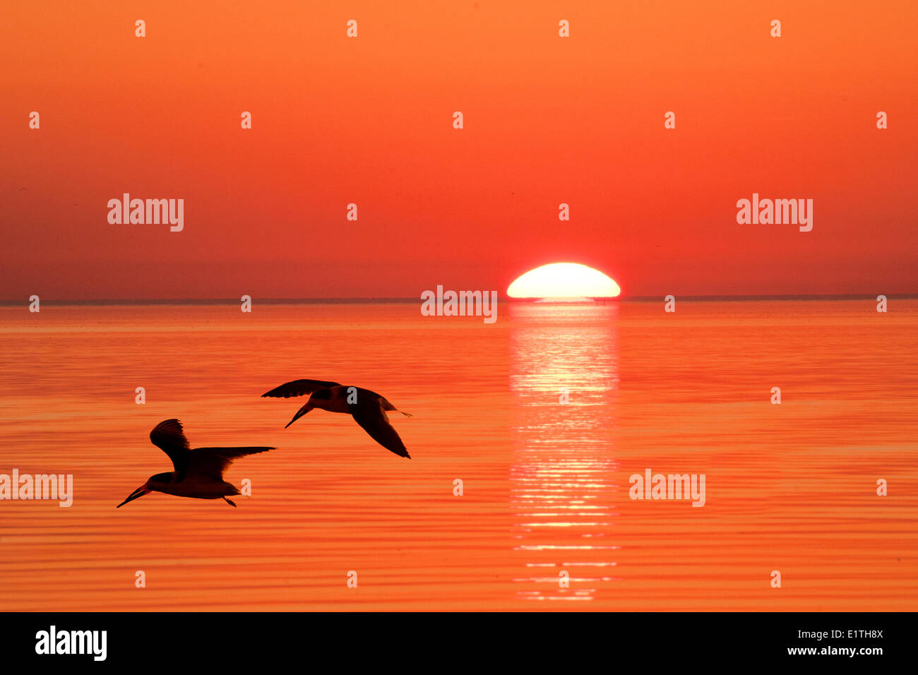 Black skimmers (Rynchops niger) flying to their nocturnal roost, coastal Florida Stock Photo