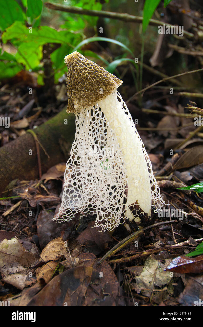Bridal veil mushroom (Phallus indusiatus) also known as crinoline stinkhorn, tropical rainforest, Belize, Central America Stock Photo