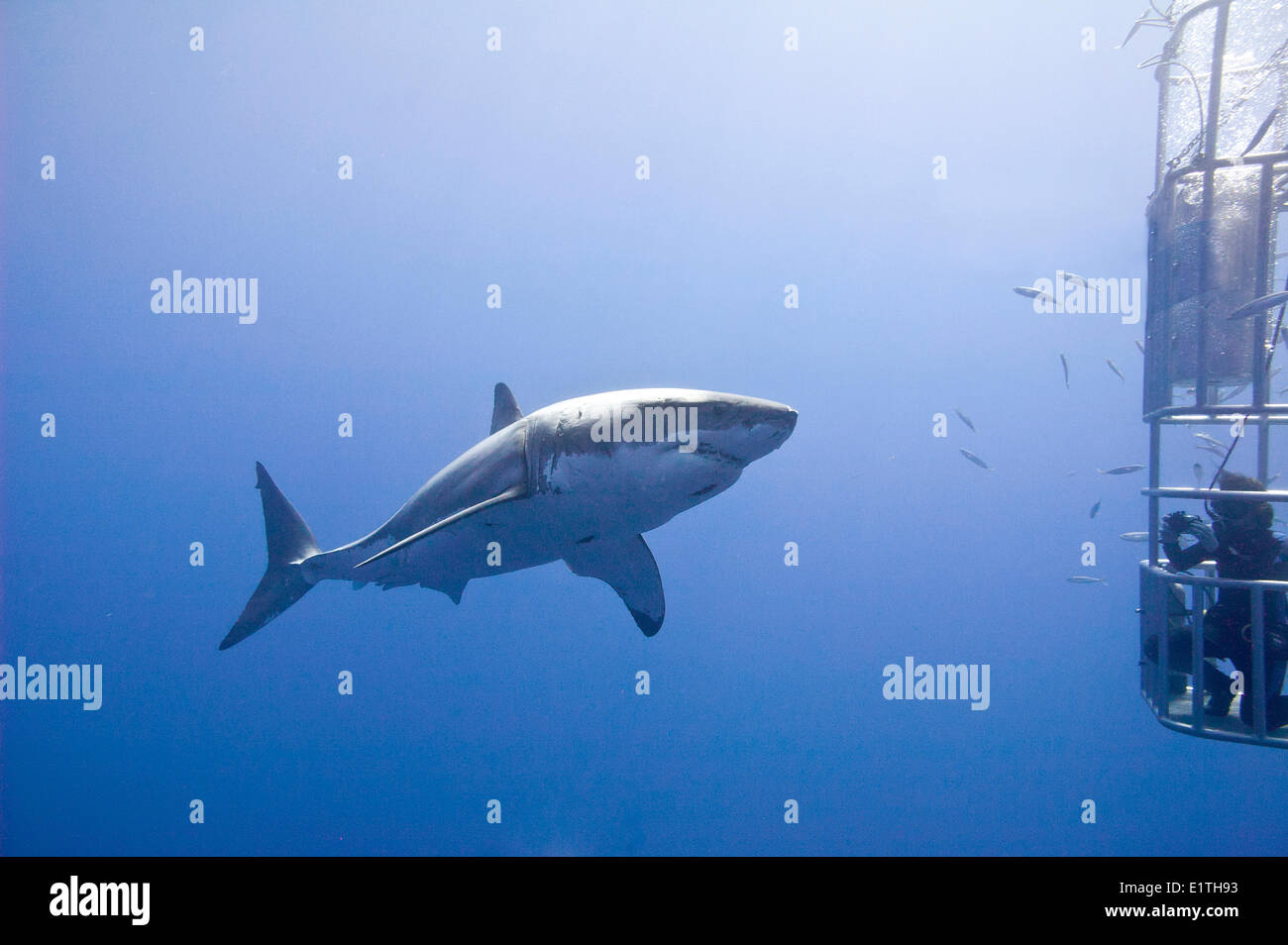 Cage-diving for great white sharks (Carcharodon carcharias), Isla Guadalupe, Baja, Mexico Stock Photo