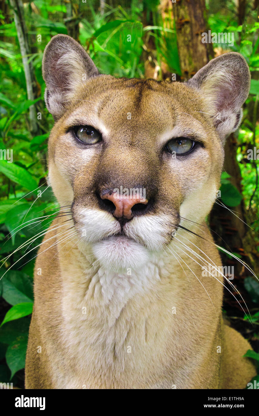 Central American Puma (Felis concolor), tropical rain forests, Belize, Central America Stock Photo