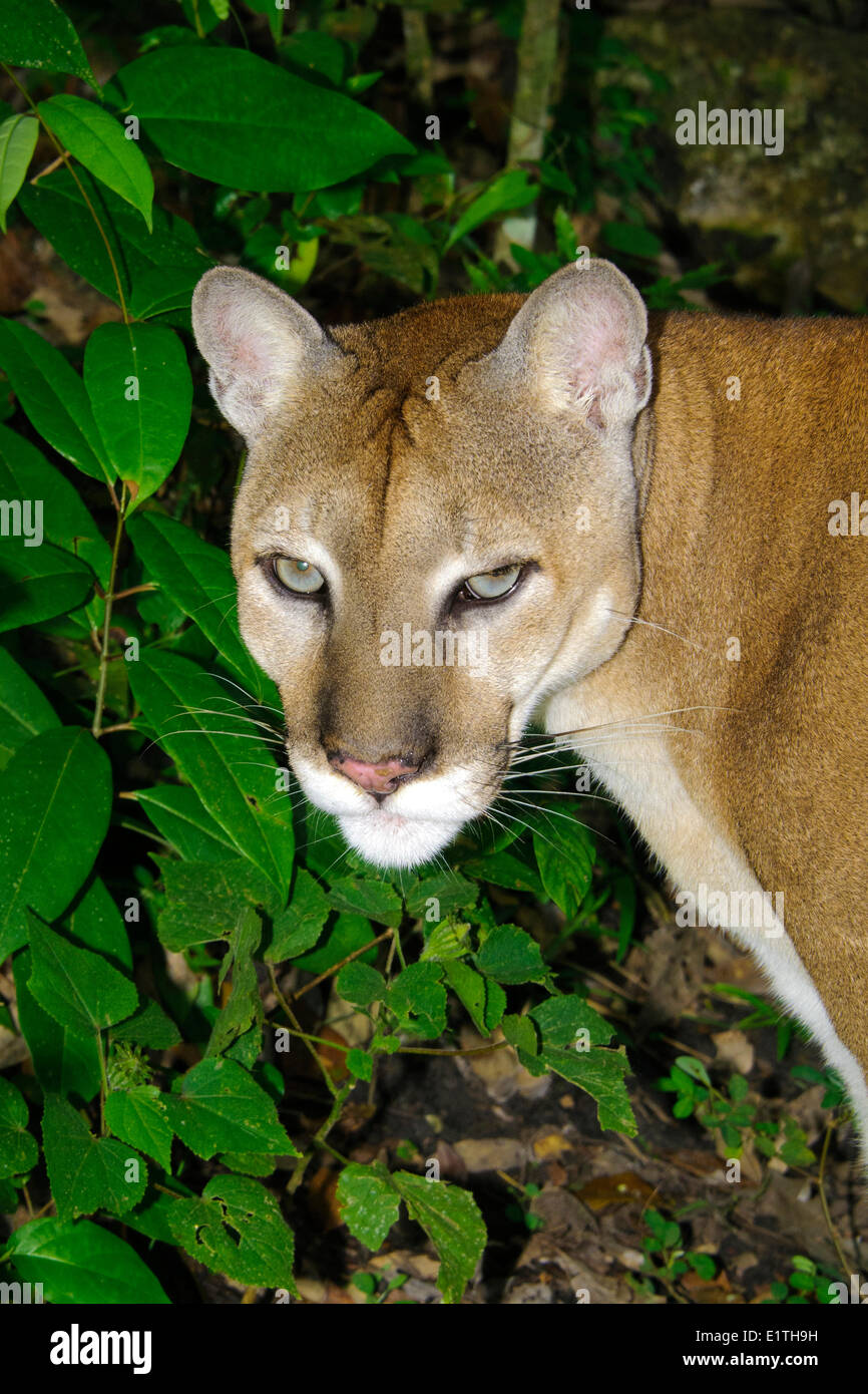 Central American Puma (Felis concolor), tropical rain forests, Belize, Central America Stock Photo