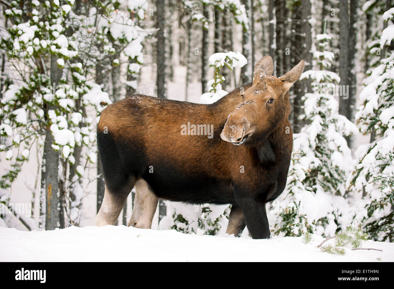 Cow moose (Alves alces), Canadian Rocky Mountains, Jasper National Park, western Alberta, Canada Stock Photo
