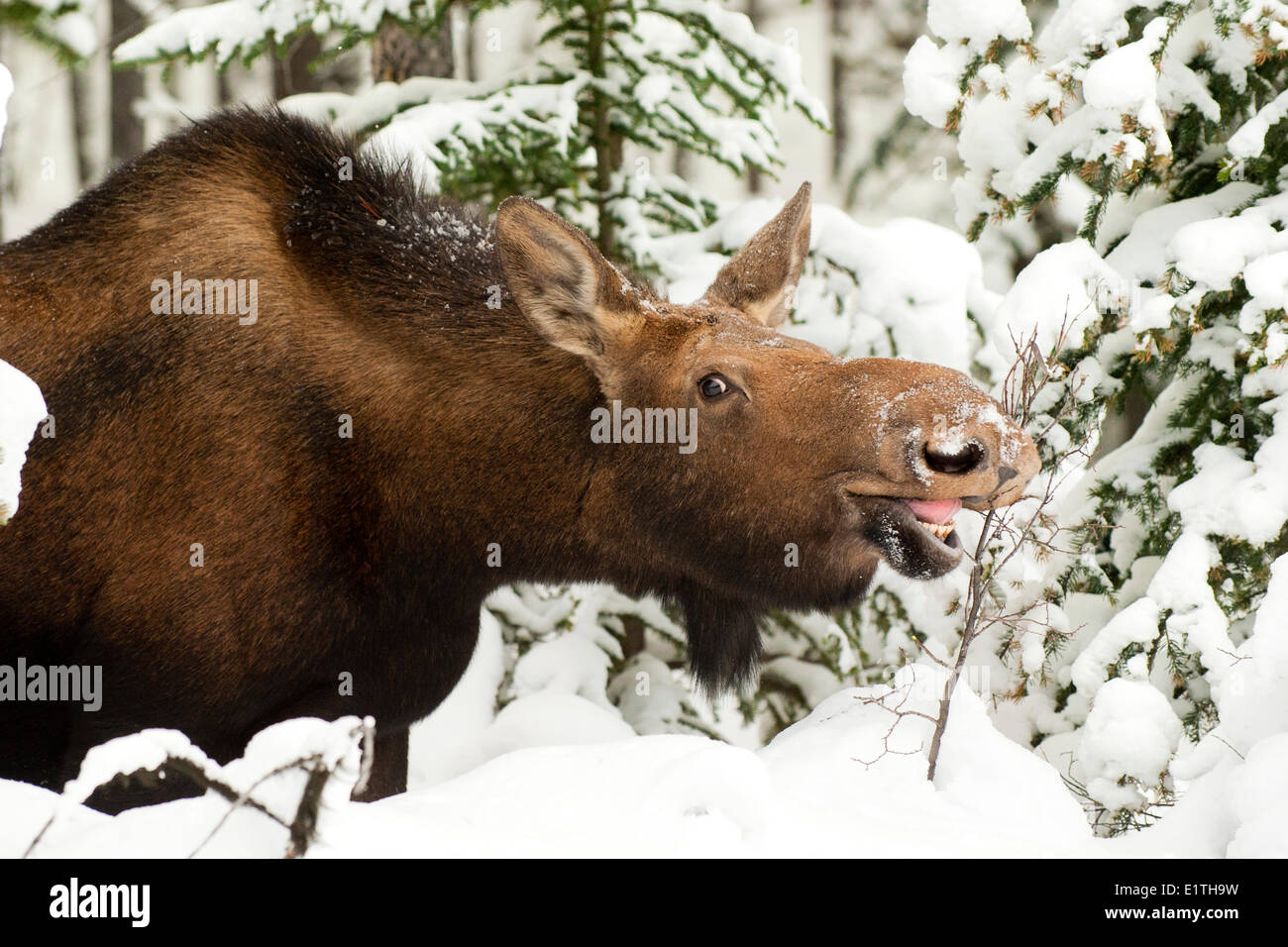 Cow moose (Alves alces) browsing on buffaloberry twigs (Shepherdia canadensis)  Canadian Rocky Mountains Jasper National Park Stock Photo