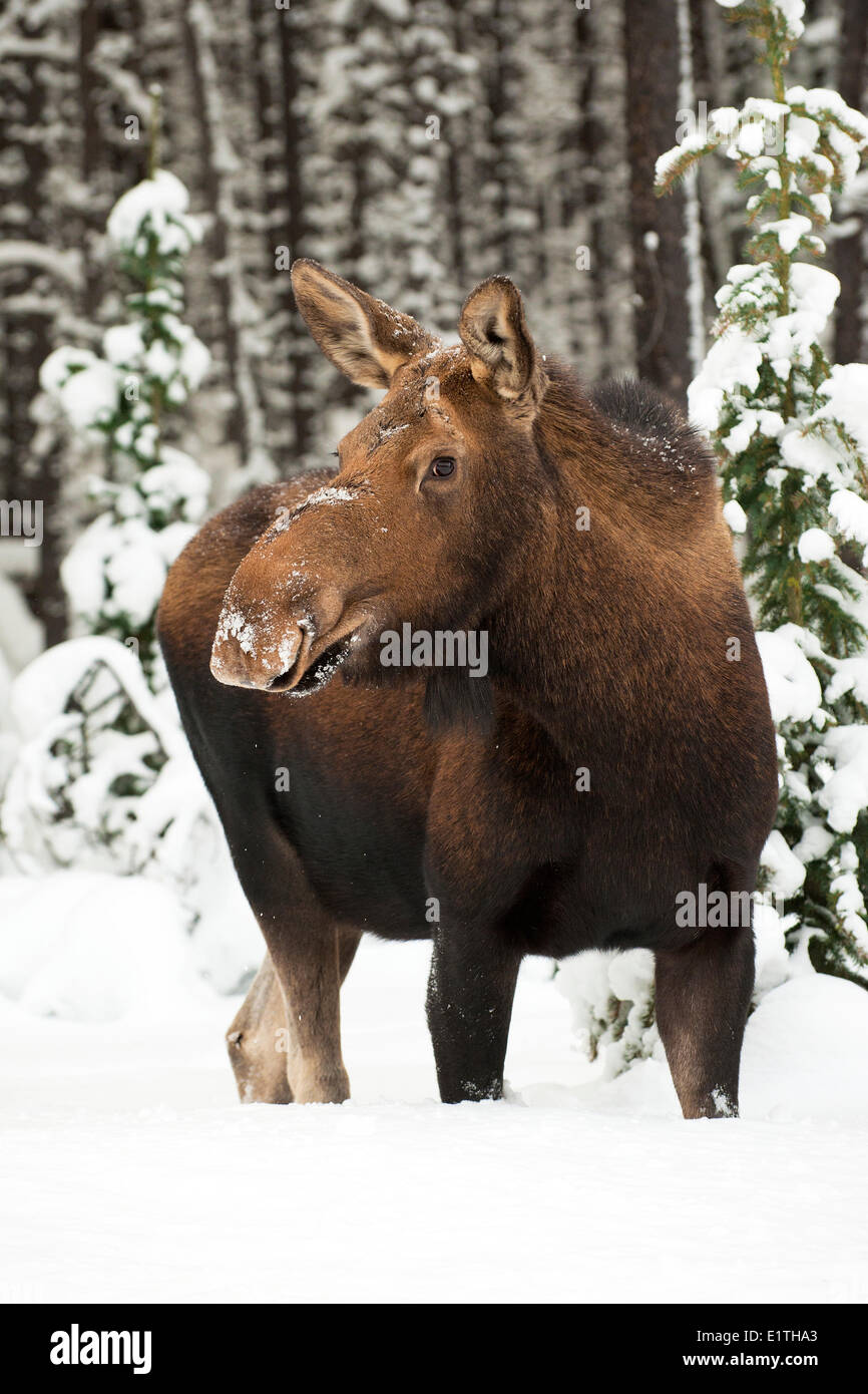 Cow moose (Alves alces), Canadian Rocky Mountains, Jasper National Park, western Alberta, Canada Stock Photo