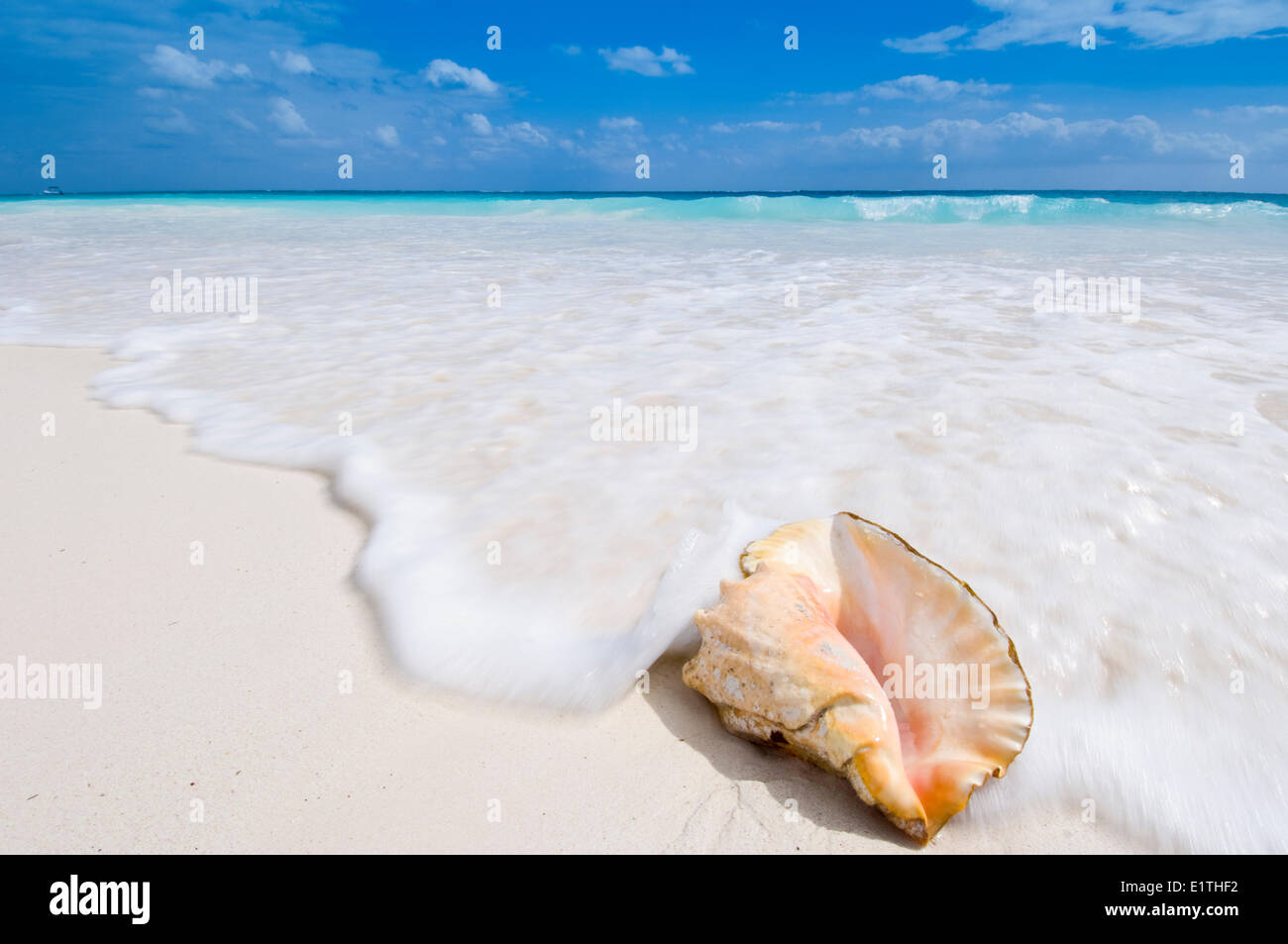 Conch shell washed up on Tulum Beach, Quintana Roo, Mexico Stock Photo ...